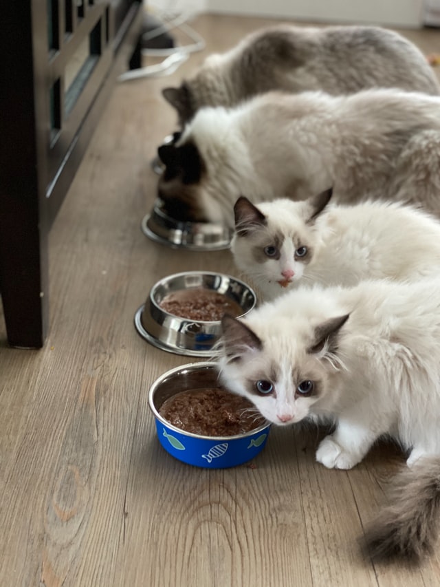 5 Factors To Consider On How To Feed Your Cat Right