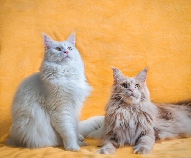 How do cats communicate with each other