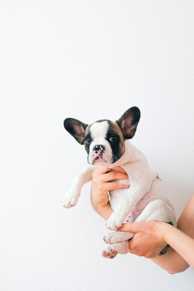 How To Train Your French Bulldog To Sit