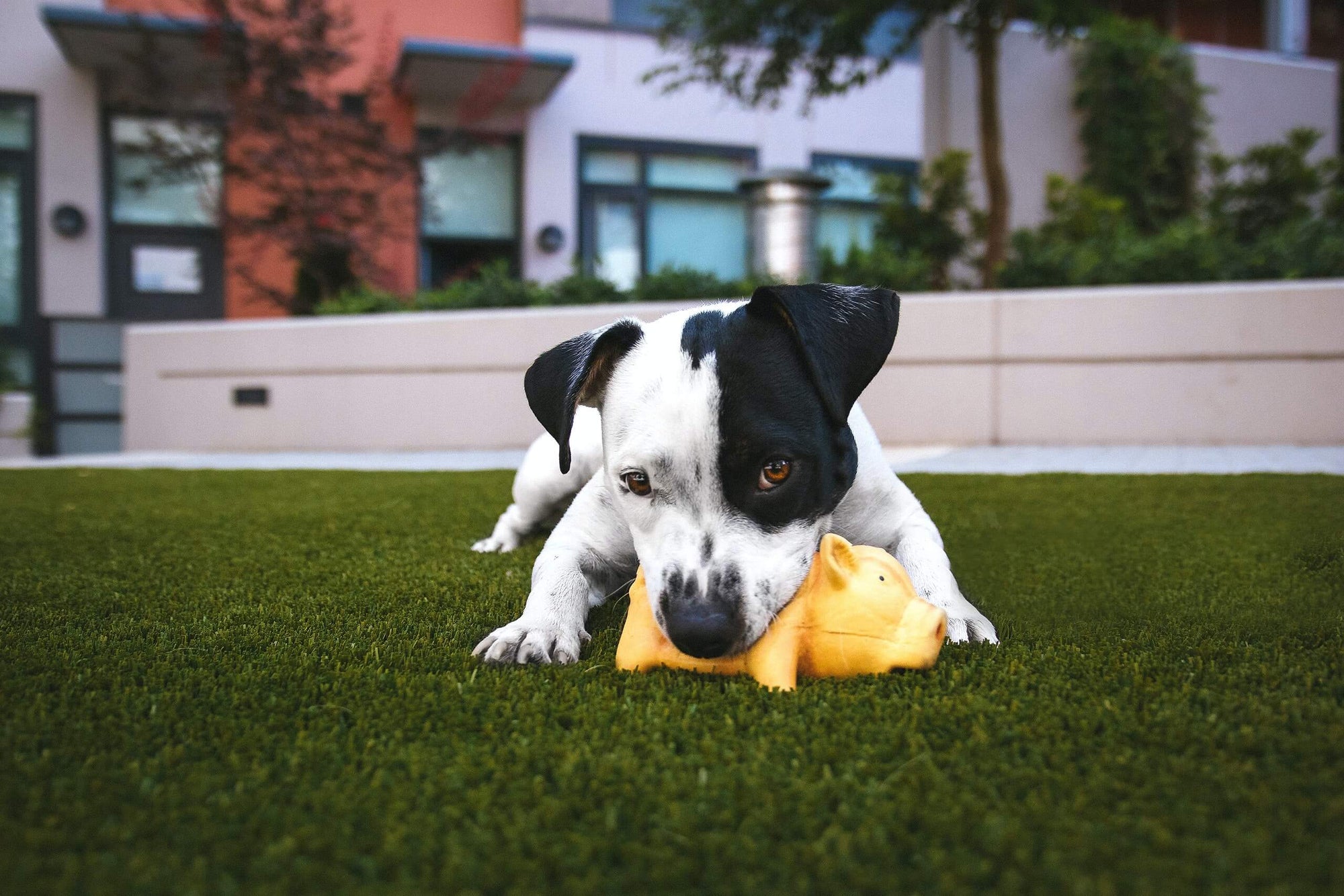 5 Ways To Keep Your Dog Busy Indoors