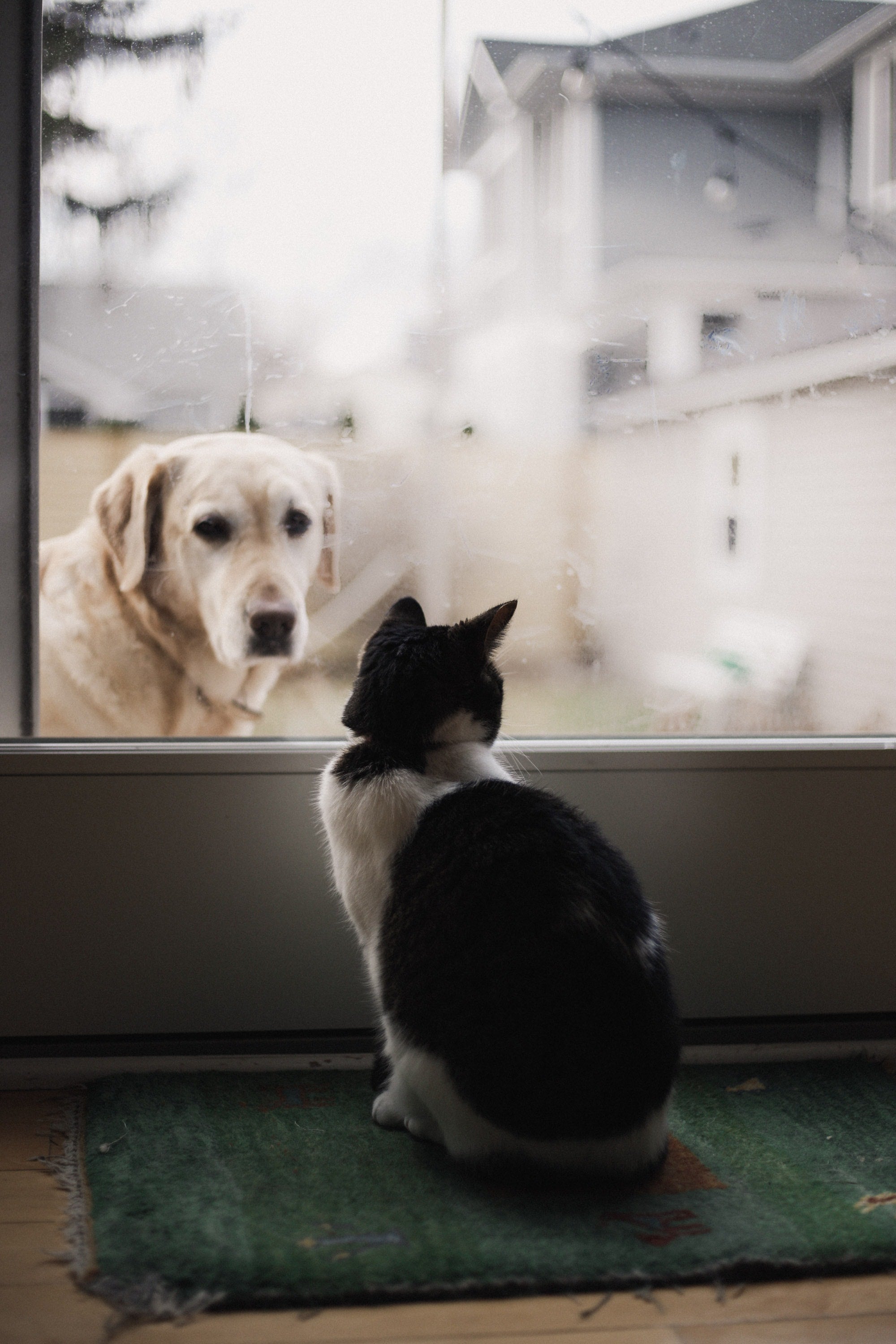 8 Tips to Help Your Cat and Dog to Get Along