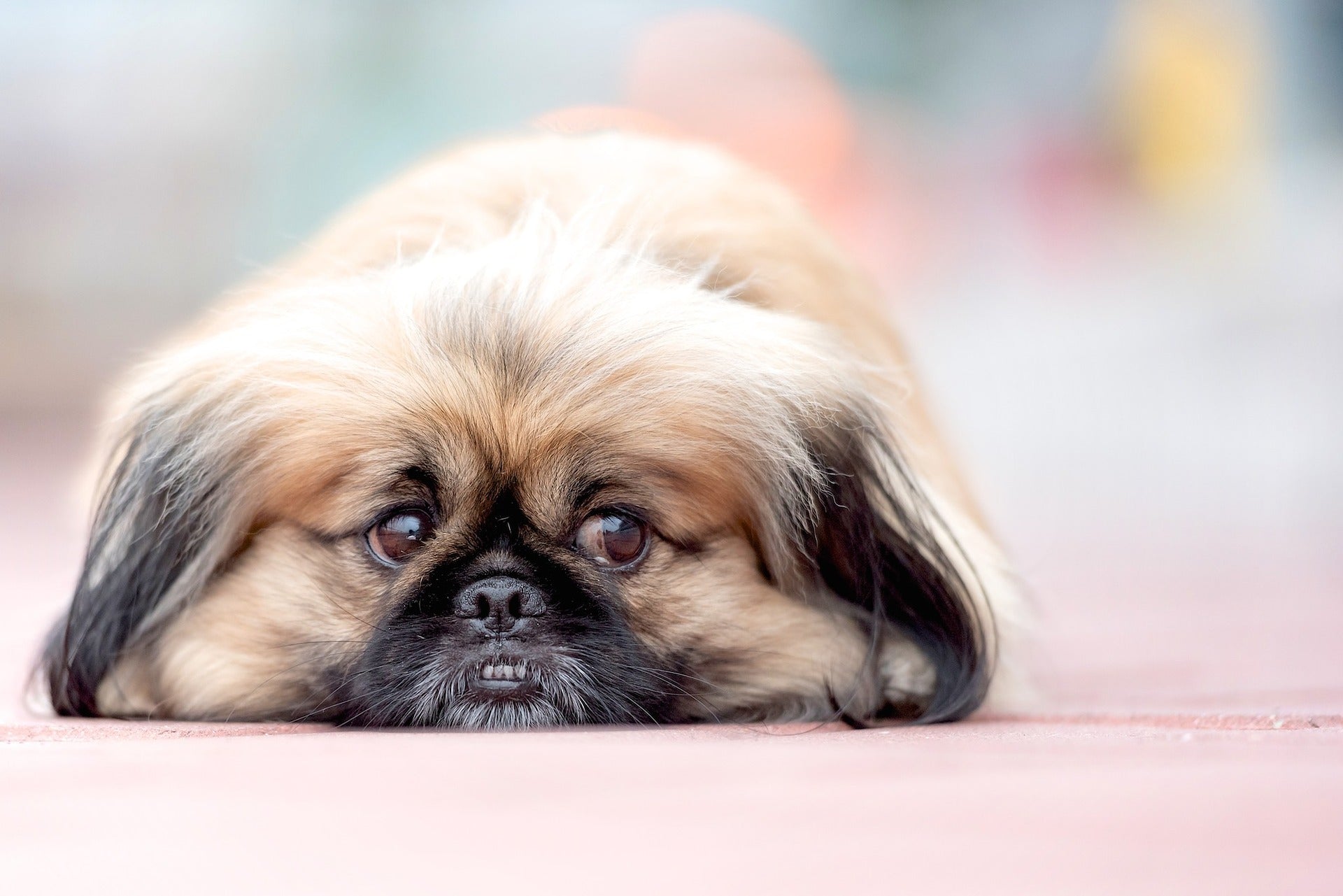 Brachycephalic Dogs: What makes them different?