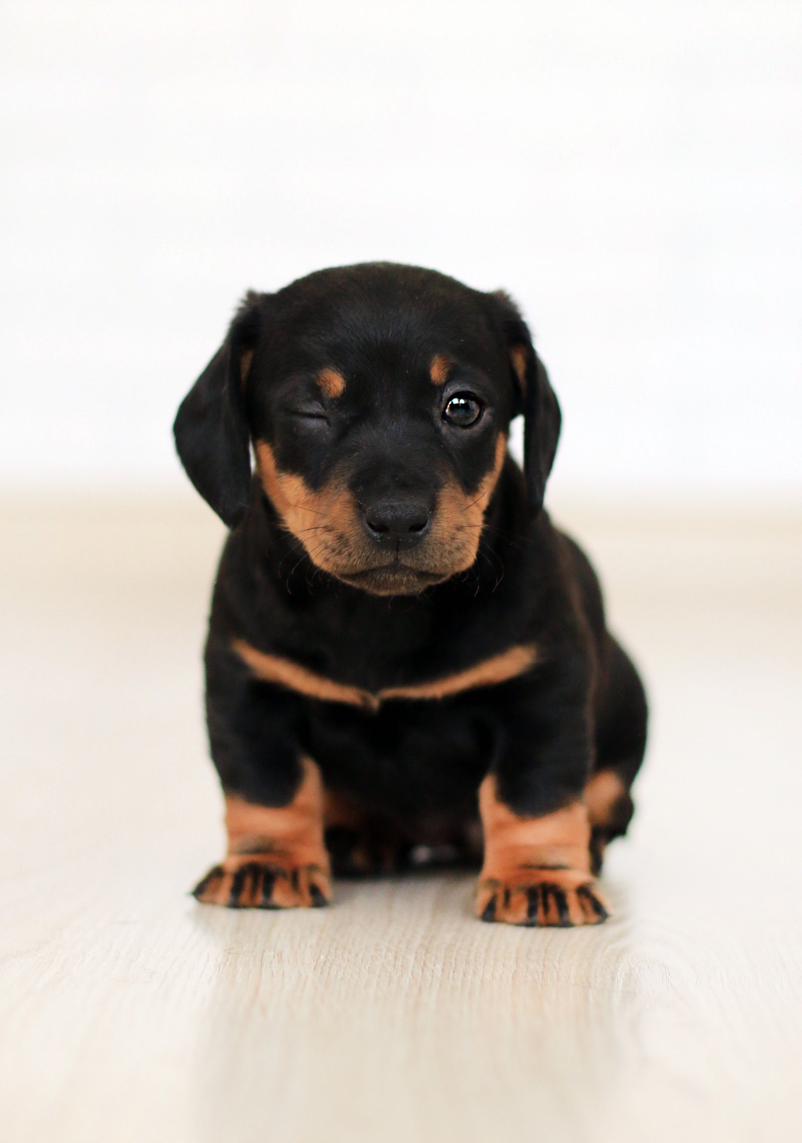 Why Is My Dog Shaking? Causes and Treatments