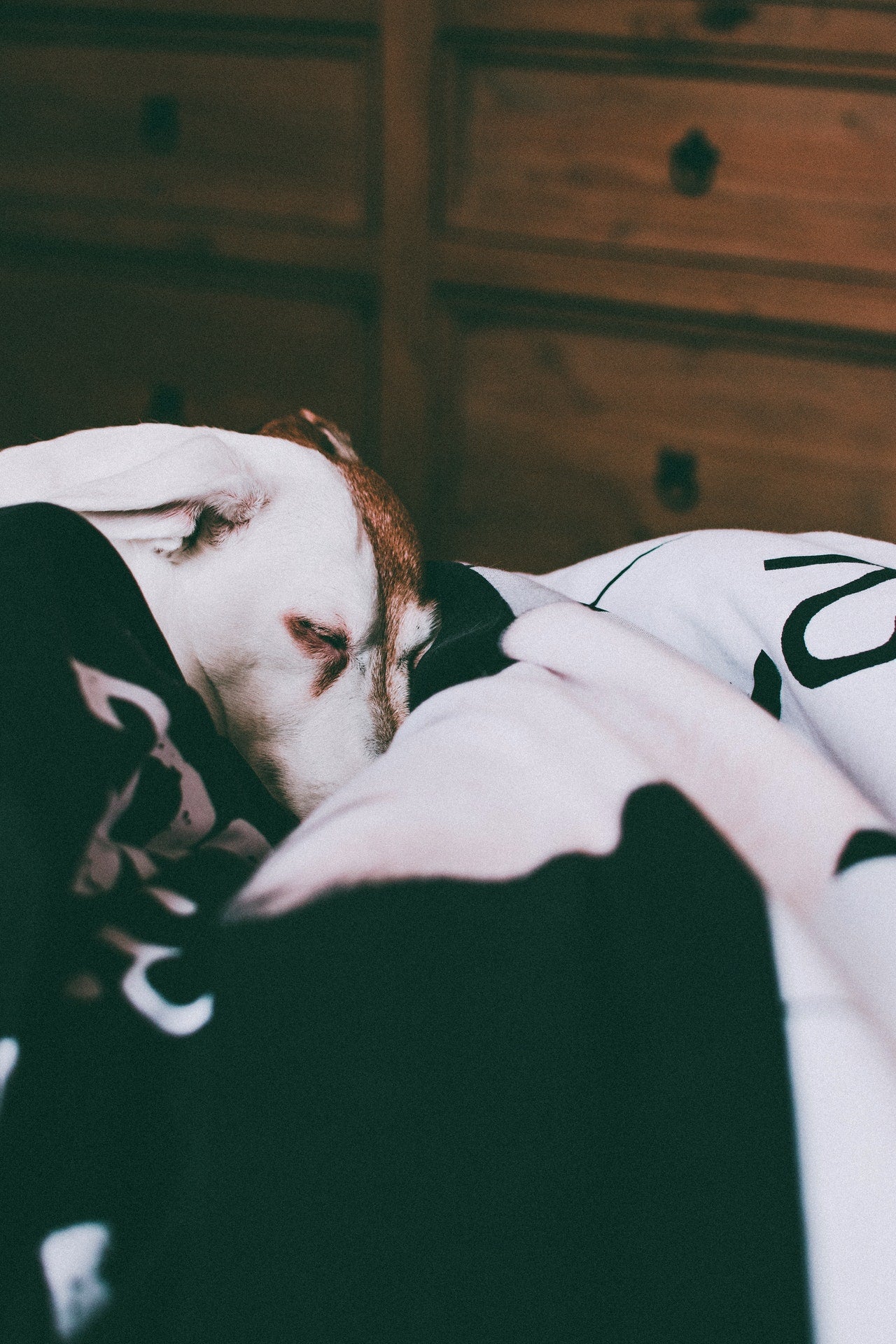 6 Tips to Help Your Dog Sleep at Night