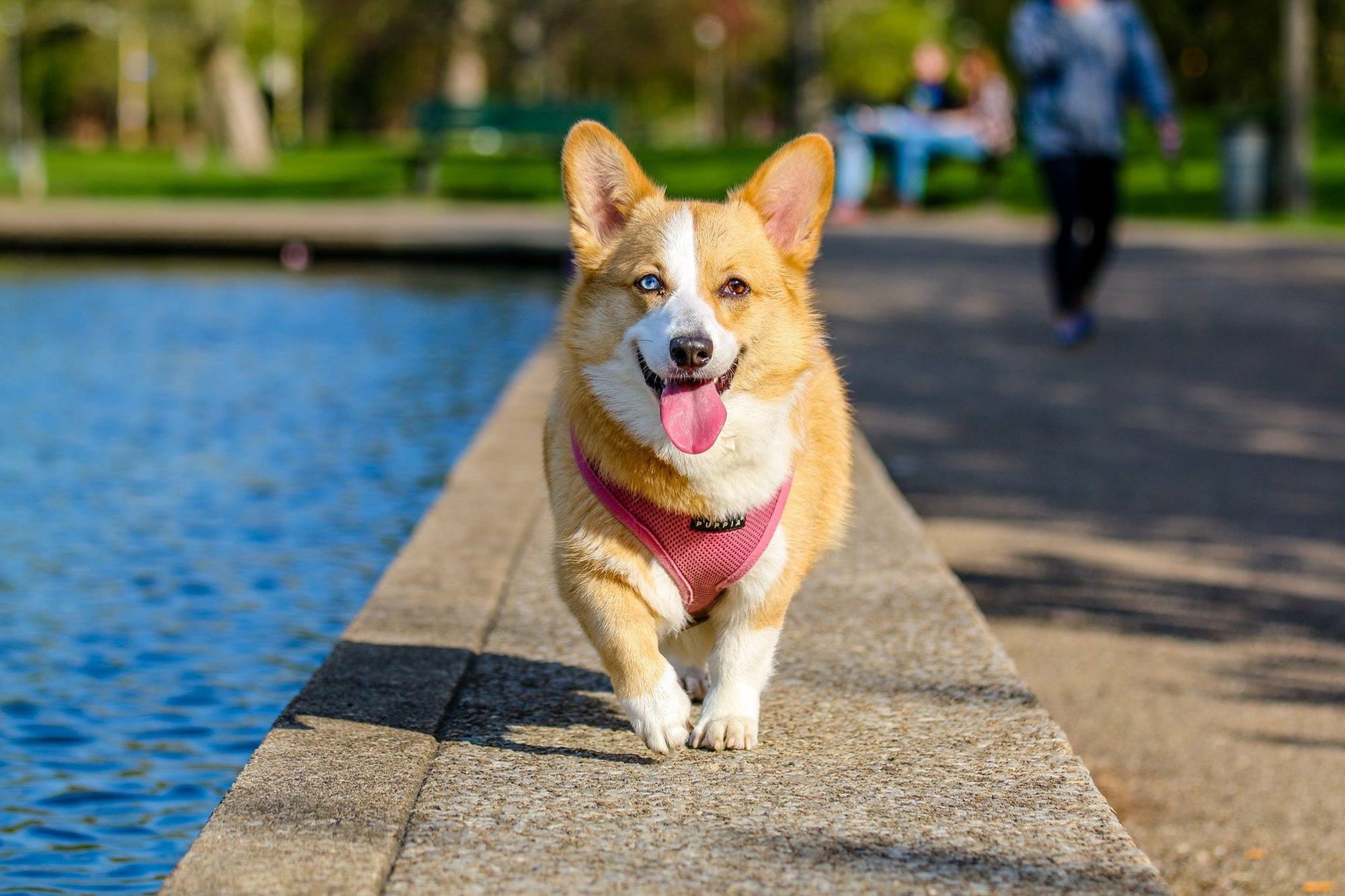 11 Effective Ways To Make Your Dog Happy