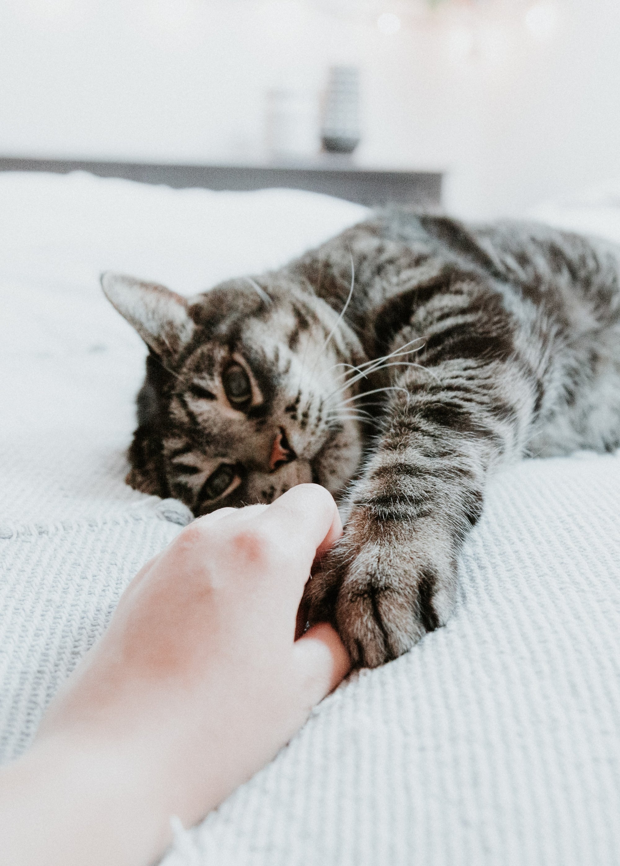 5 Ways Cats Show That They Love You