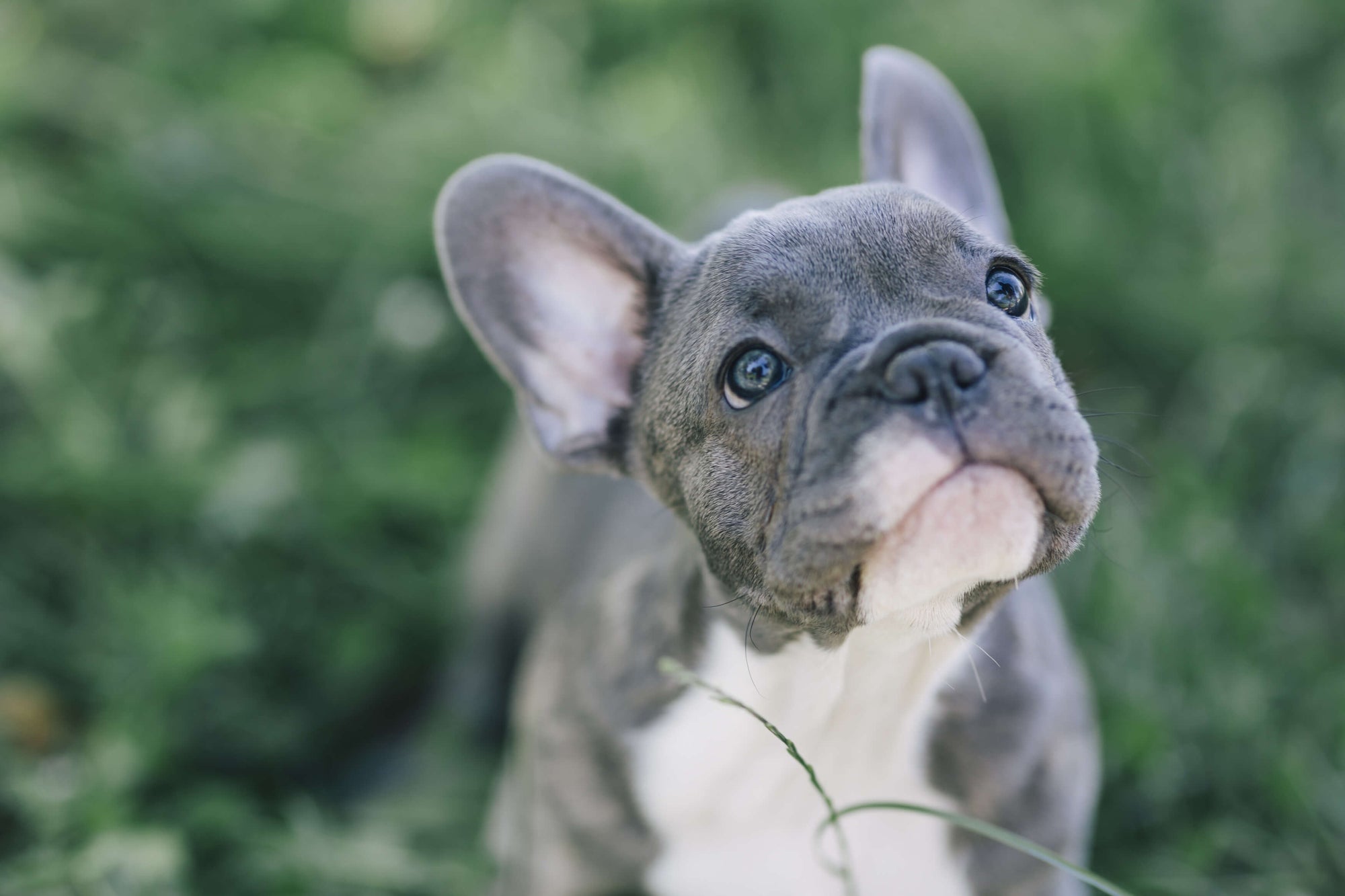 Why Regular Dog Bowls Won't Cut It for Brachycephalic Dogs