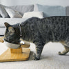 NibbleyPets® Elevated Cat Feeder