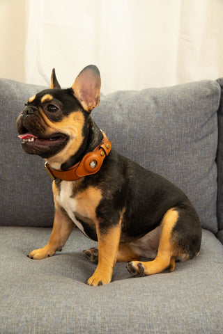 Anti-Theft Dog Collar (Airtag Compatible)